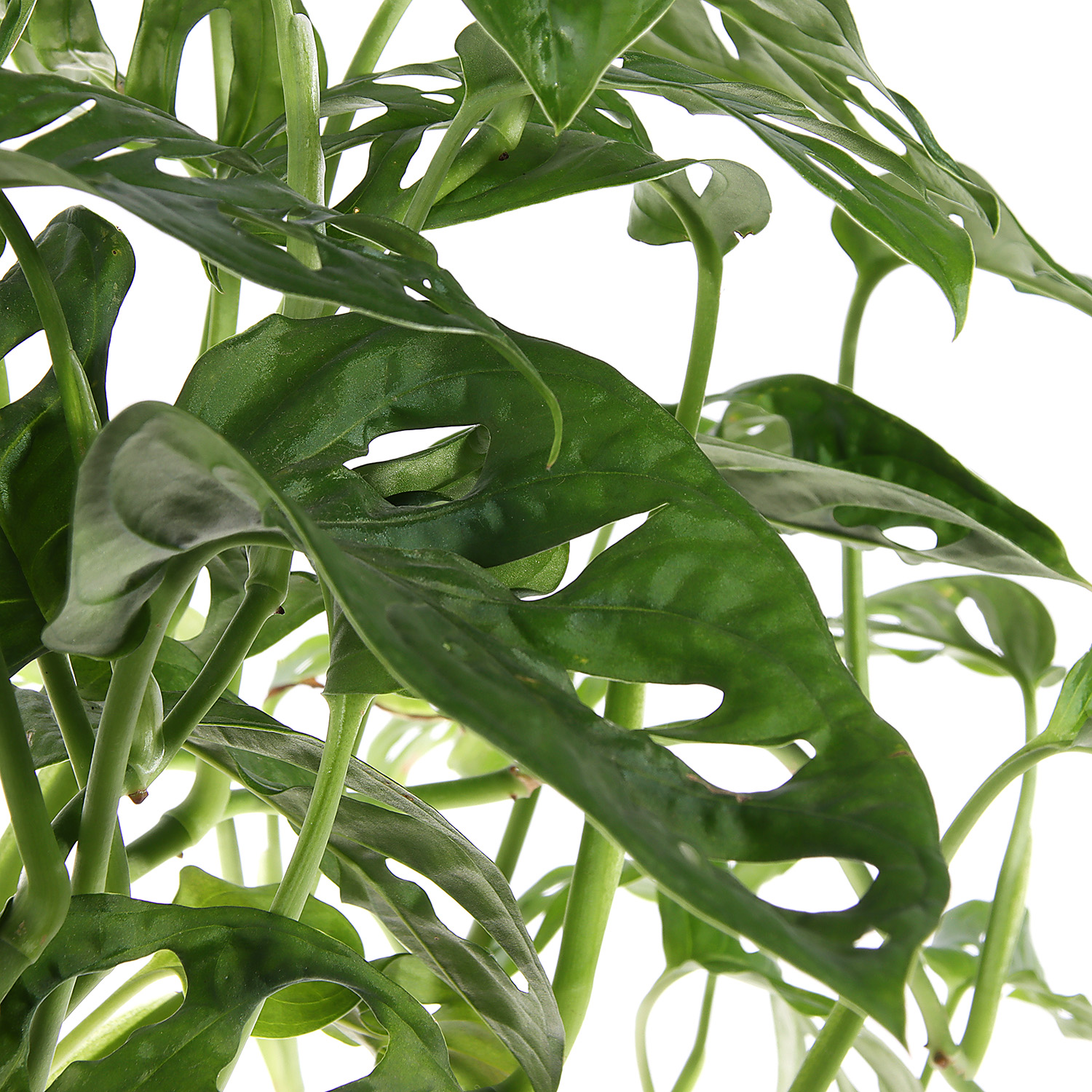 Маранта D9 H15 *1/10