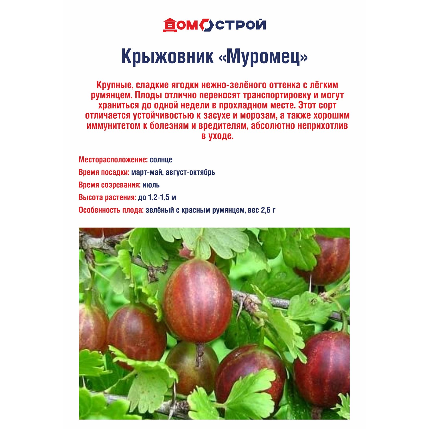 Крыжовник Муромец