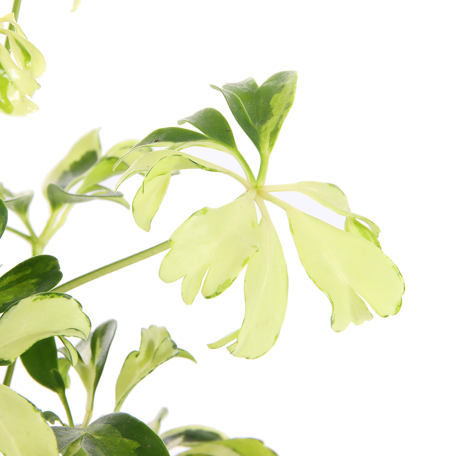 Шеффлера мини микс D9 Н15*1/20