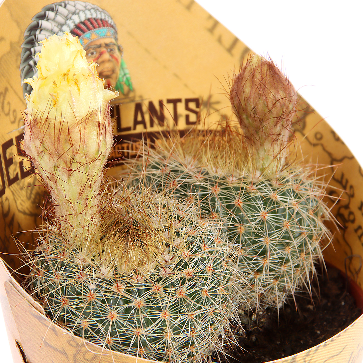 Кактус микс D9 H10* 1/18