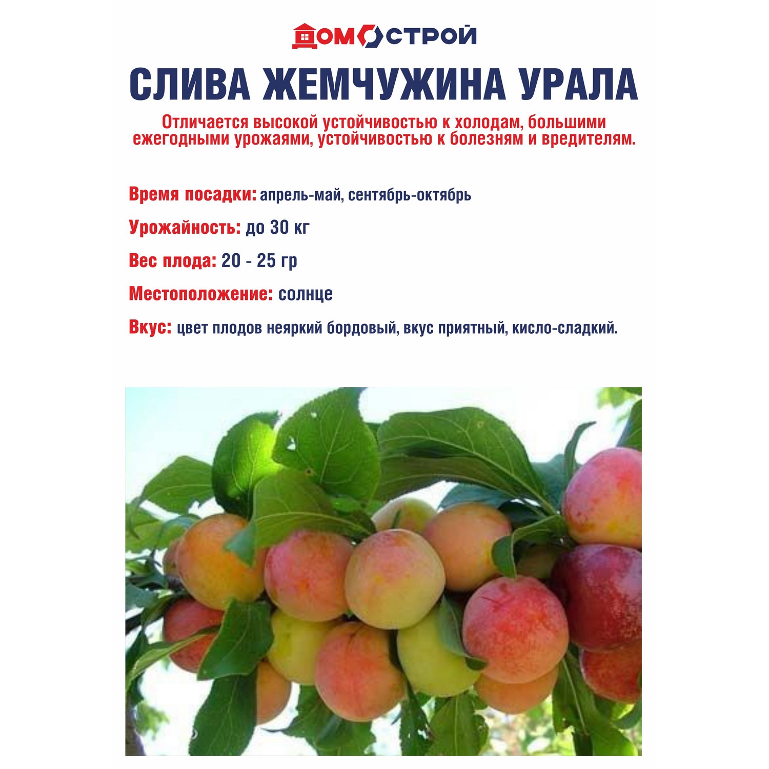 Слива Жемчужина Урала Саженец 2 года Высота саженца   90-110см