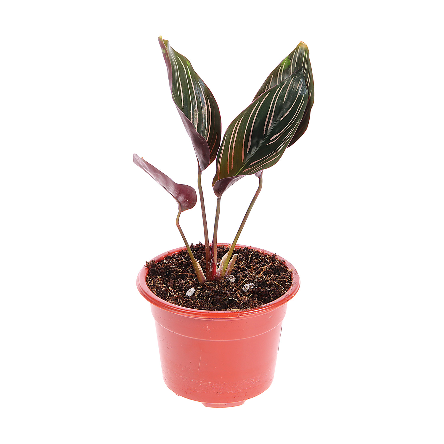 Калатея Микс D9 H15 *1/12