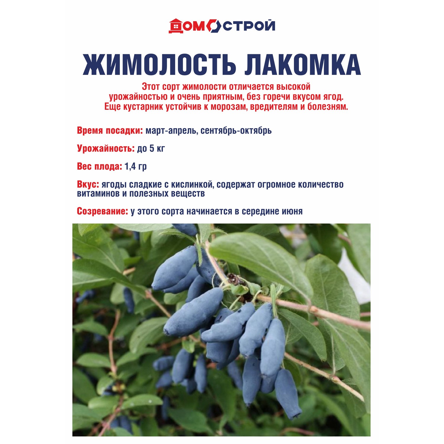 Жимолость Лакомка