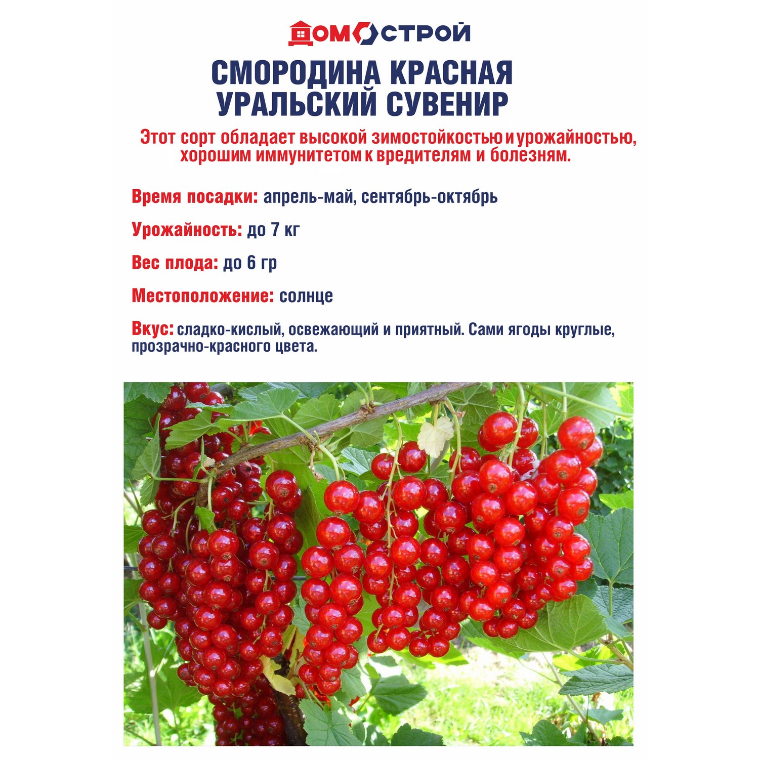 Смородина красная Уральский Сувенир  Высота саженца   40-70см  на кусте 2-3 ветки