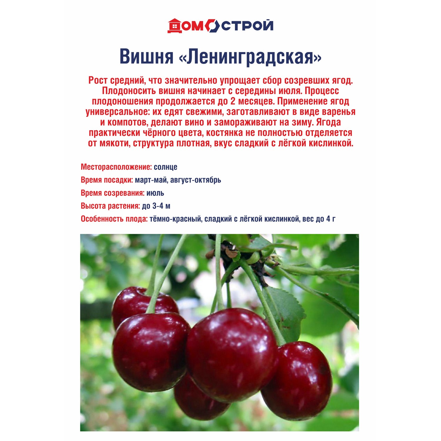 Вишня Ленинградская