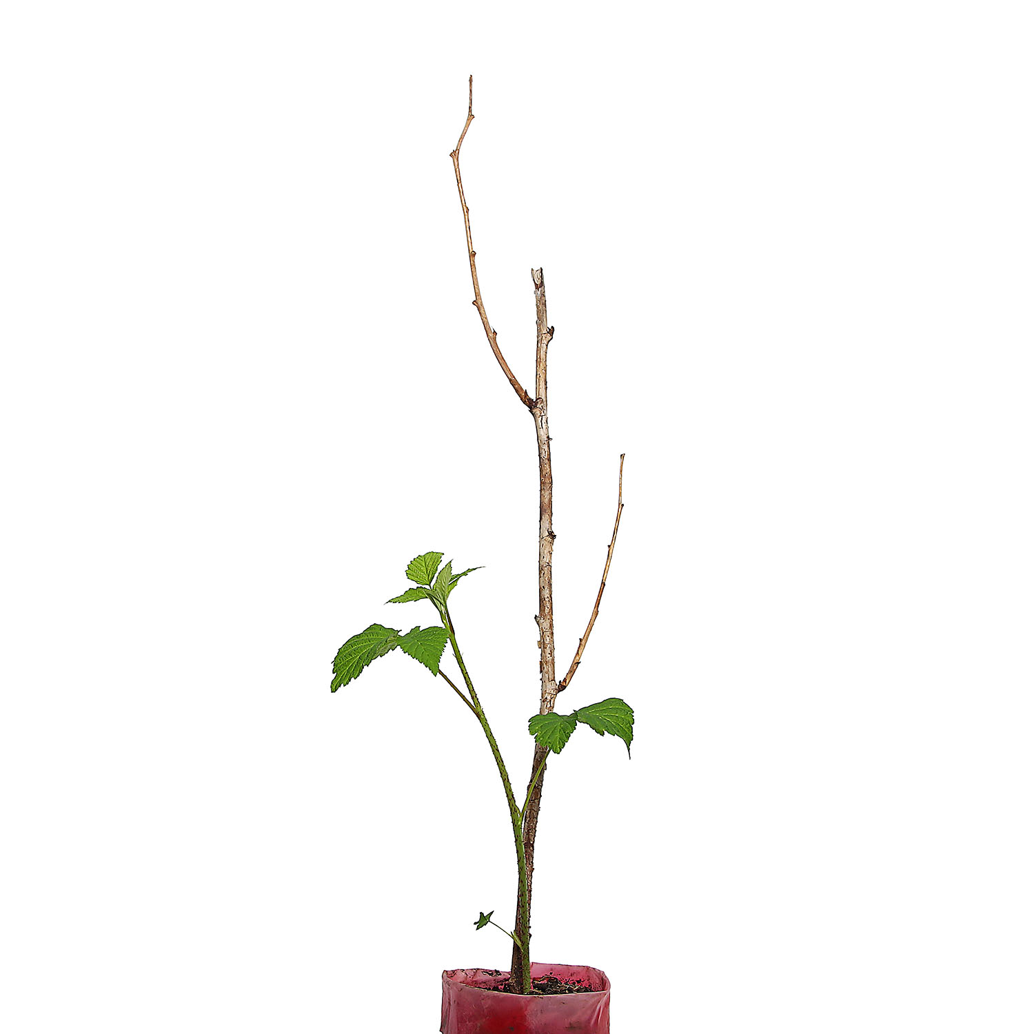 Ежемалина Бойсенберри