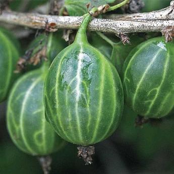Крыжовник без шипов Уральский изумруд