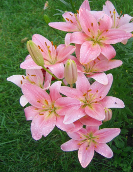 Лилия Бриндиси 2шт 14/16/Lilium Brindisi