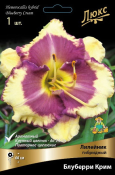 Лилейник гибридный Блуберри Крим*К