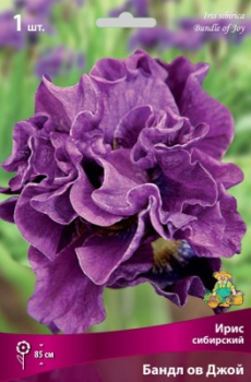 Ирис сибирский Бандл ов ДжойК
