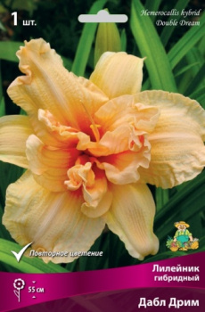 Лилейник гибридный Дабл ДримК