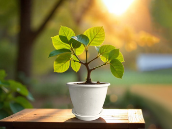 Кашпо пластм. "Цветочек" 2,1л d верха 180мм h140мм с поддоном Белое КЦ 2,1Б "ПластоС" *1/70 Кашпо пластм. "Цветочек" 2,1л d верха 180мм h140мм с поддоном Белое КЦ 2,1Б "ПластоС" *1/70