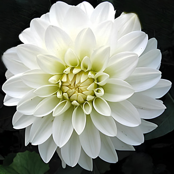 Георгина декоративная Гэллери Арт Фэр I/К