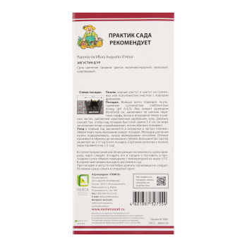 Пион молочноцветковый Августин д'Ур 1шт