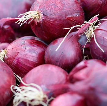 Лук-севок  Стардаст (10/21)  0,5кг +/- 10%