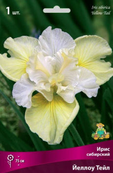 Ирис сибирский Йеллоу ТейлК